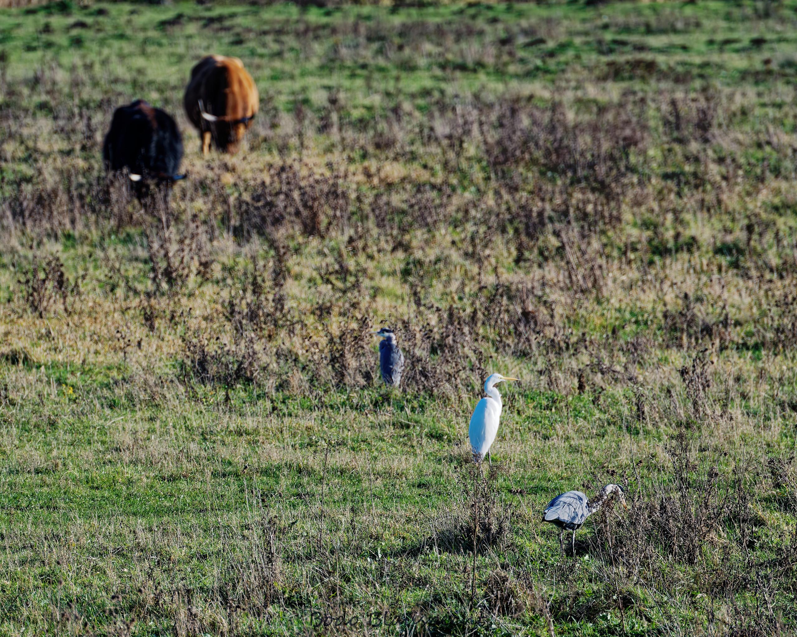 Landschaft   Tiere   Steveraue   2020.11.20 13.30 56 HQ